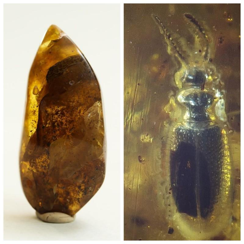 17g Natural Baltic amber inclusion insects beetle, fly (1 of 16)