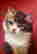 item-114958613=3