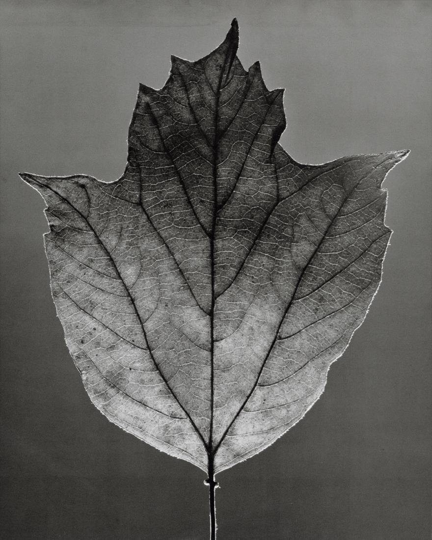 ROBERT MAPPLETHORPE - Leaf, 1988: Artist: Robert Mapplethorpe Title: Leaf, 1988 Medium: Photo Litho, 1990, USA Dimensions: 7.95x9.9" Description: Heat Wax Mounted on 11x14" Conservation Board Artist Bio: Robert Mapplethorpe was an Ame