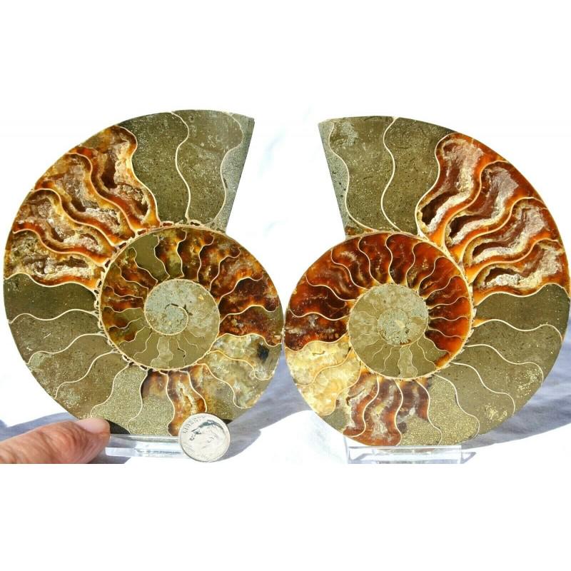 Pair of fossil open split chamber ammonite genuine (1 of 5)