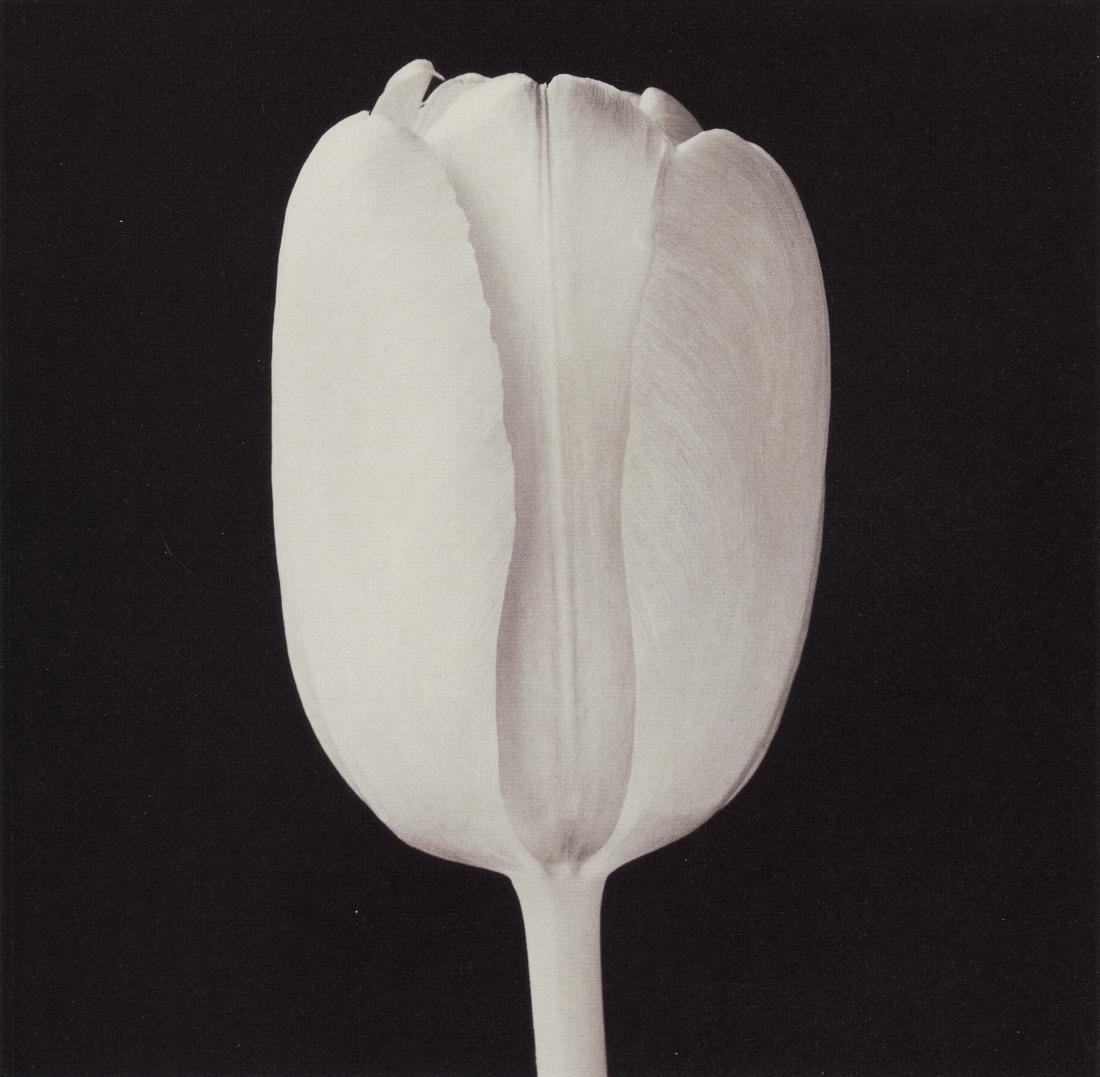 ROBERT MAPPLETHORPE - Tulip, 1988 (1 of 1)