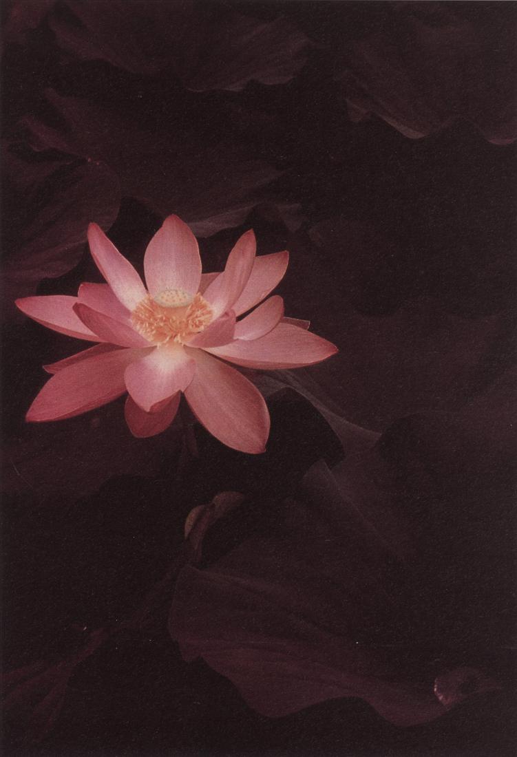 EDWARD STEICHEN - Lotus, 1940: Artist: Edward Steichen Title: Lotus, 1940 Medium: Photo Litho, 2000, USA Dimensions: 5.45x8" Description: Heat Wax Mounted on 8.5x11" Conservation Board Artist Bio: Edward Steichen was born in Luxemb