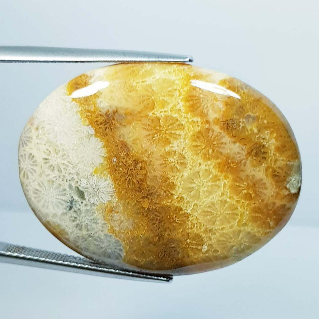 45.60 ct Natural Fossil Coral: No Reserve! Title: 45.60 ct Natural Fossil Coral Color/Clarity: Opaque Carat Weight: 45.6 Size/Dimensions: 35.55 x 21.25 x 5.60 Additional Information: Oval - Brazil Shipping: Domestic: Flat-rate of