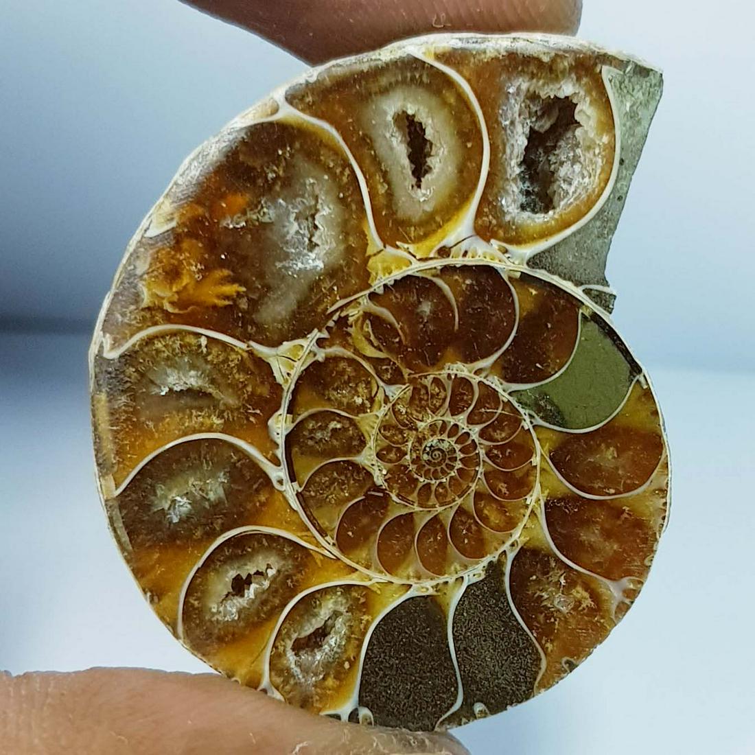 76.00 ct Natural Ammonite (1 of 5)