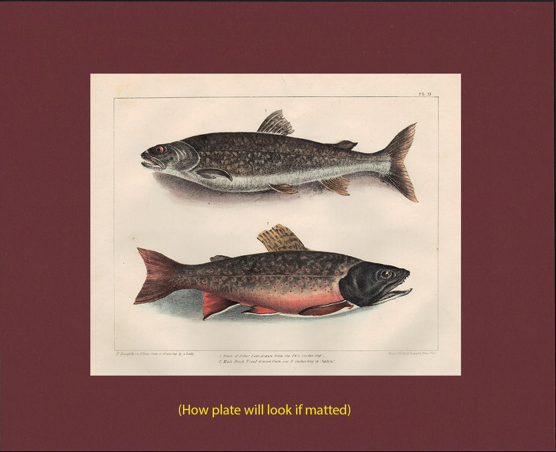 Scarce 1st ed. Thos. Doughty hand-colored Plate 13, (1 of 4)