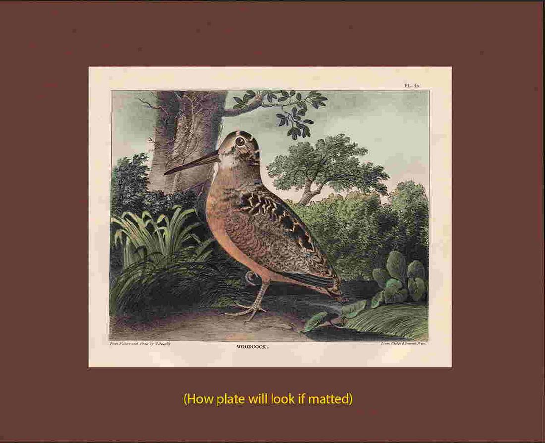 Scarce 1st ed. Thos. Doughty hand-colored Plate 14, (1 of 3)