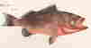 item-116760181=3
