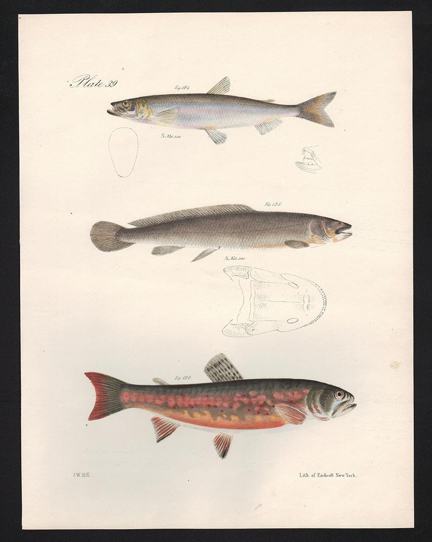 Scarce Ltd. Ed. litho of Trout, others - Pt. 39, DeKay (1 of 3)