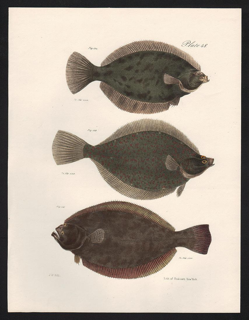 Scarce Ltd. Ed. litho of Flat Fish, Flounder - Pt. 48, (1 of 3)