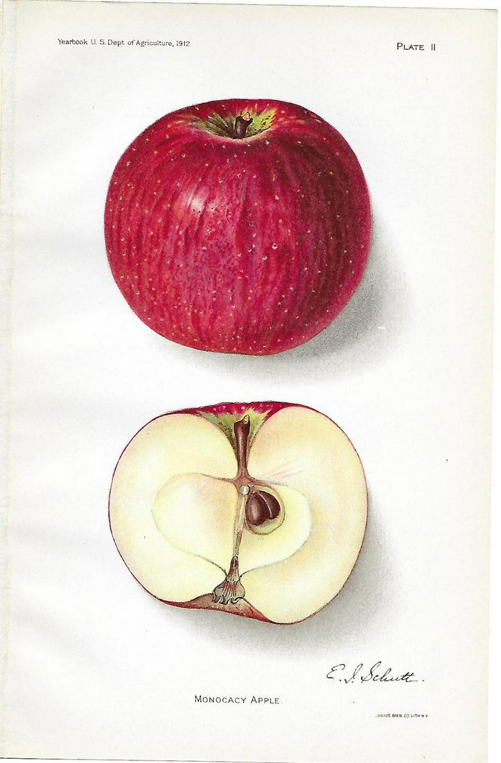 Apple print (1 of 1)