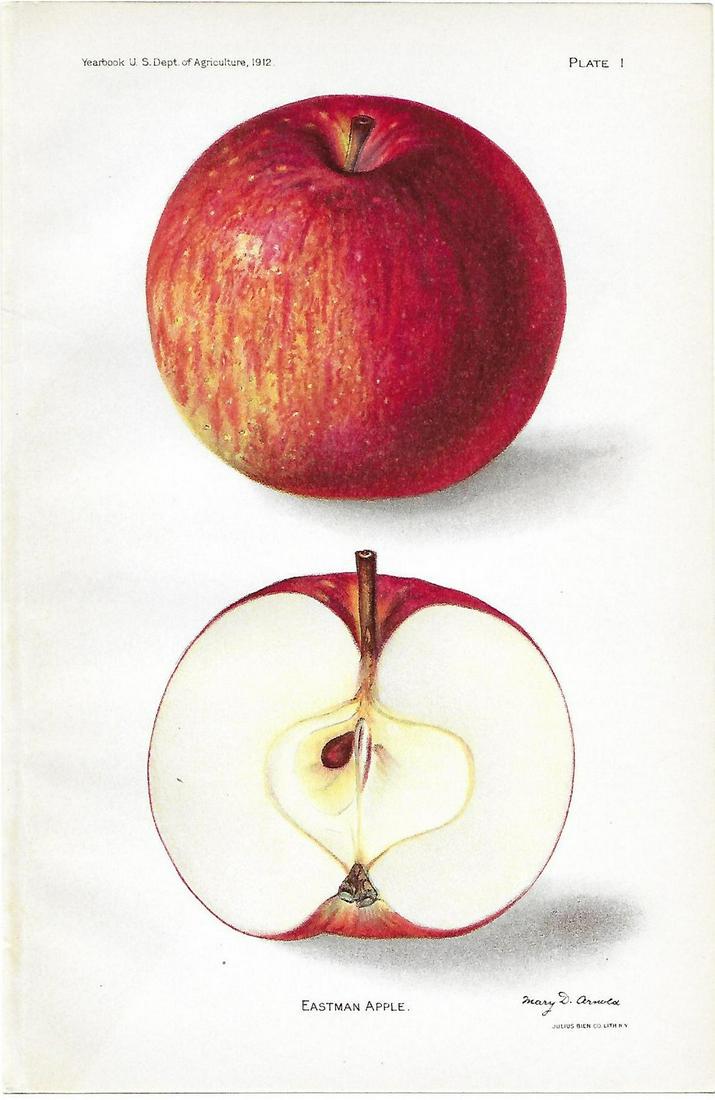 Apple print (1 of 1)