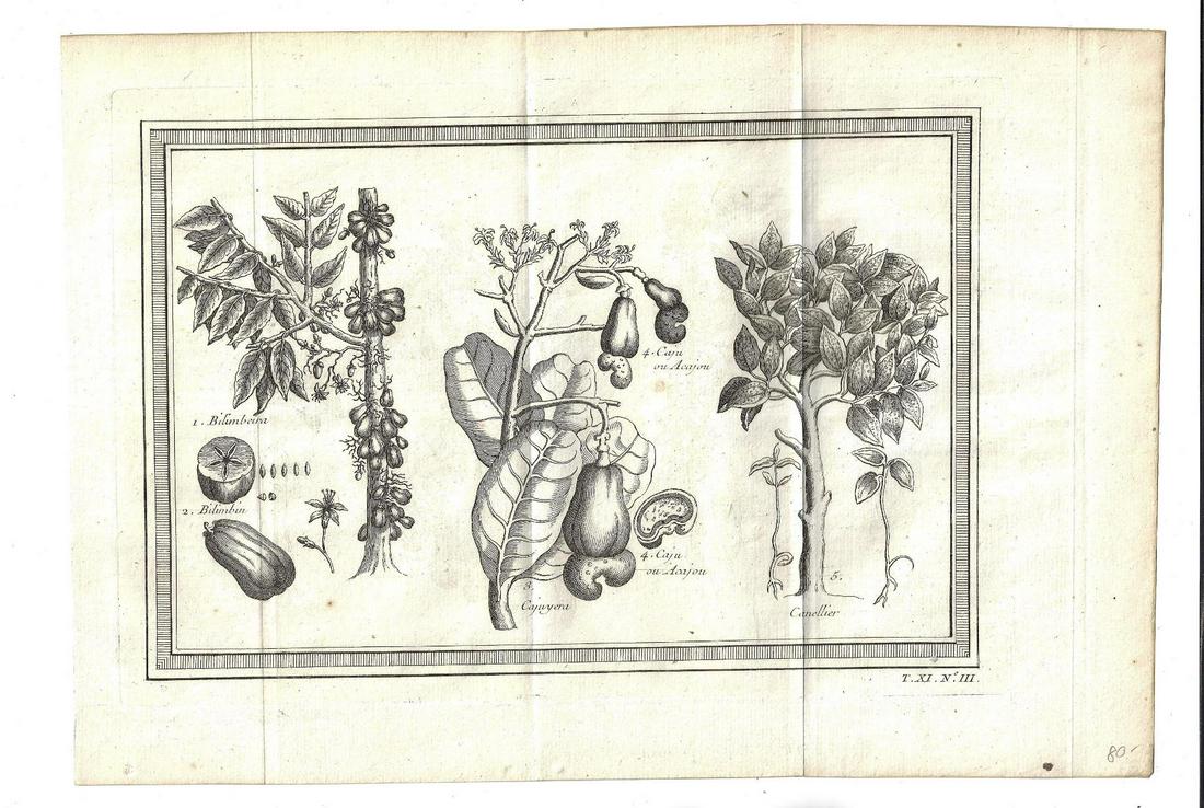 1750 Folding Engraving Indies Nut Trees Cashews (1 of 1)
