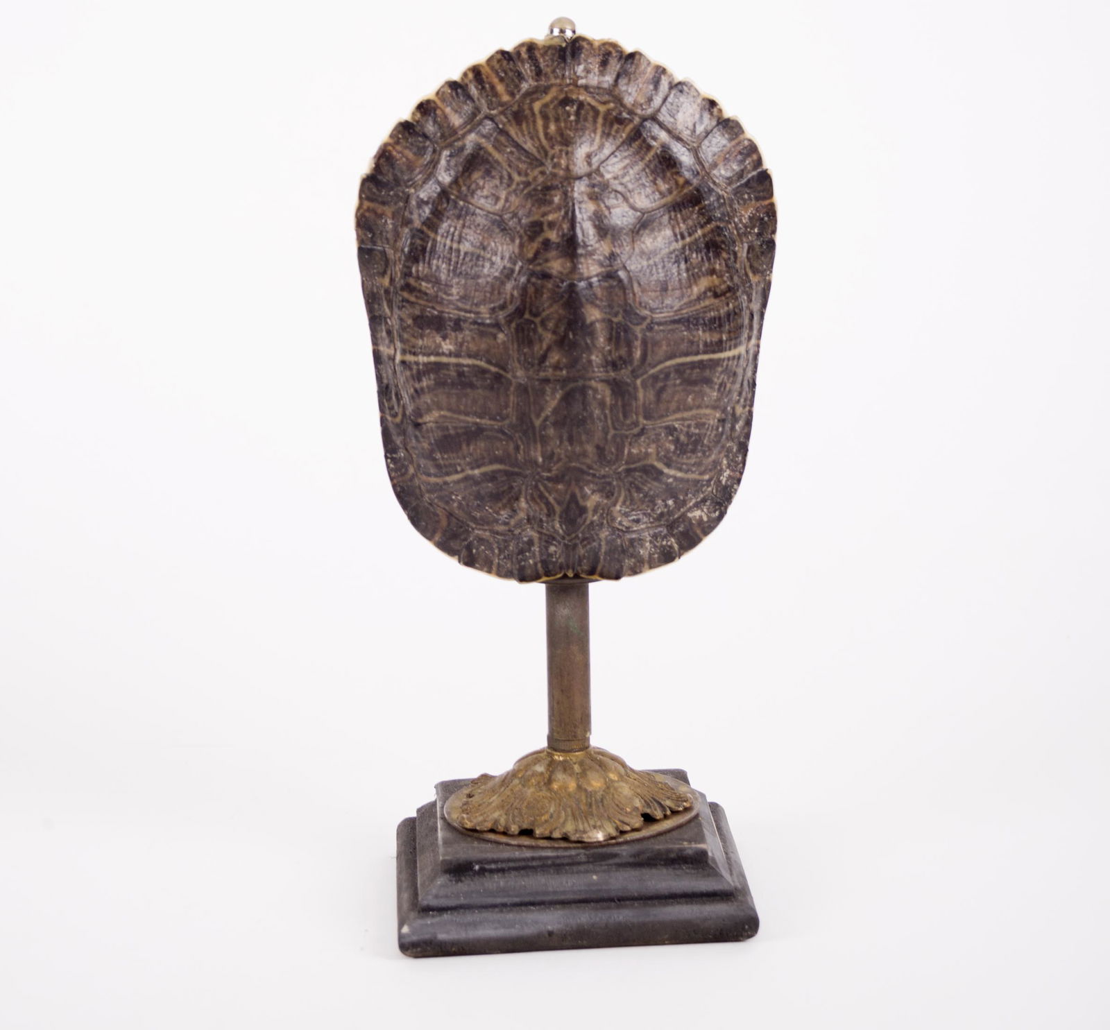 Turtle tortoise Antique mount in the manner of Ã‰mile (1 of 4)