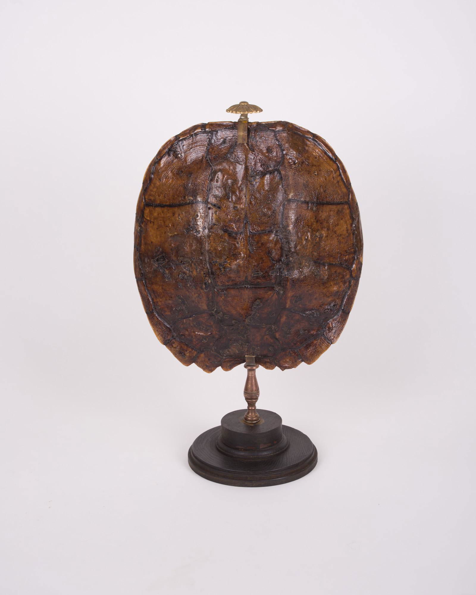 Turtle tortoise Antique mount in the manner of Ã‰mile (1 of 4)