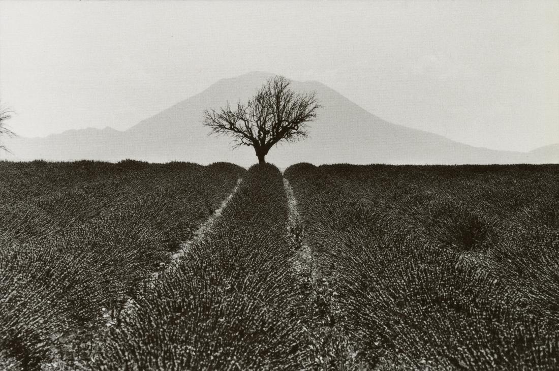 MARTINE FRANCK - Lavender Field, France, 1976 (1 of 1)