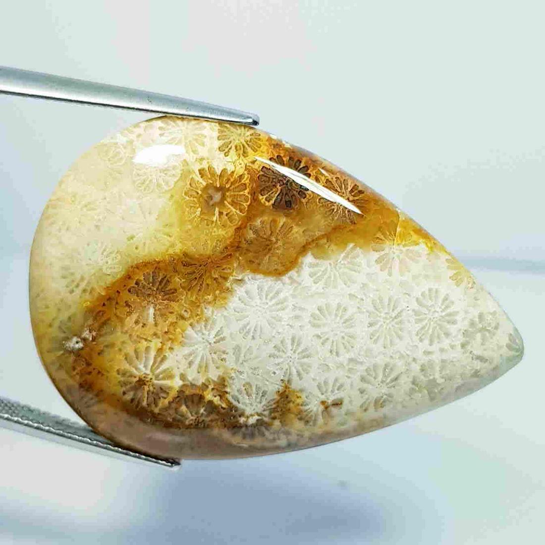 48.19 ct Natural Fossil Coral (1 of 5)