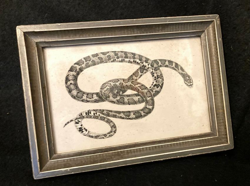 C1840 milk snake engraving. (1 of 2)