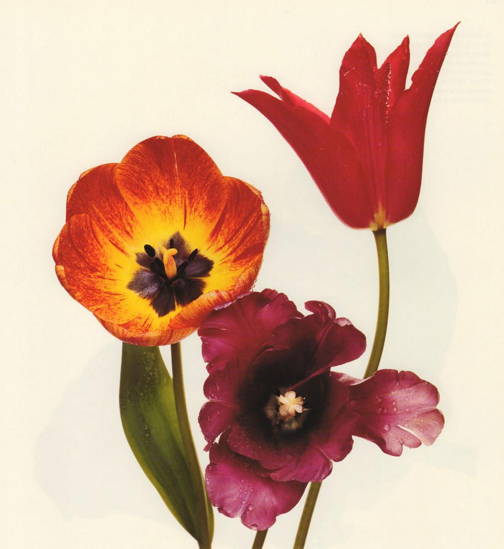 IRVING PENN - Tulips, NY, 1967: Artist: IRVING PENN Print Title: Tulips, NY, 1967 Medium: Quad-tone Photoengraving Printed 1990's in the US Image size (inches) approx. 9 x 9.5" Irving Penn was an American photographer known for his 