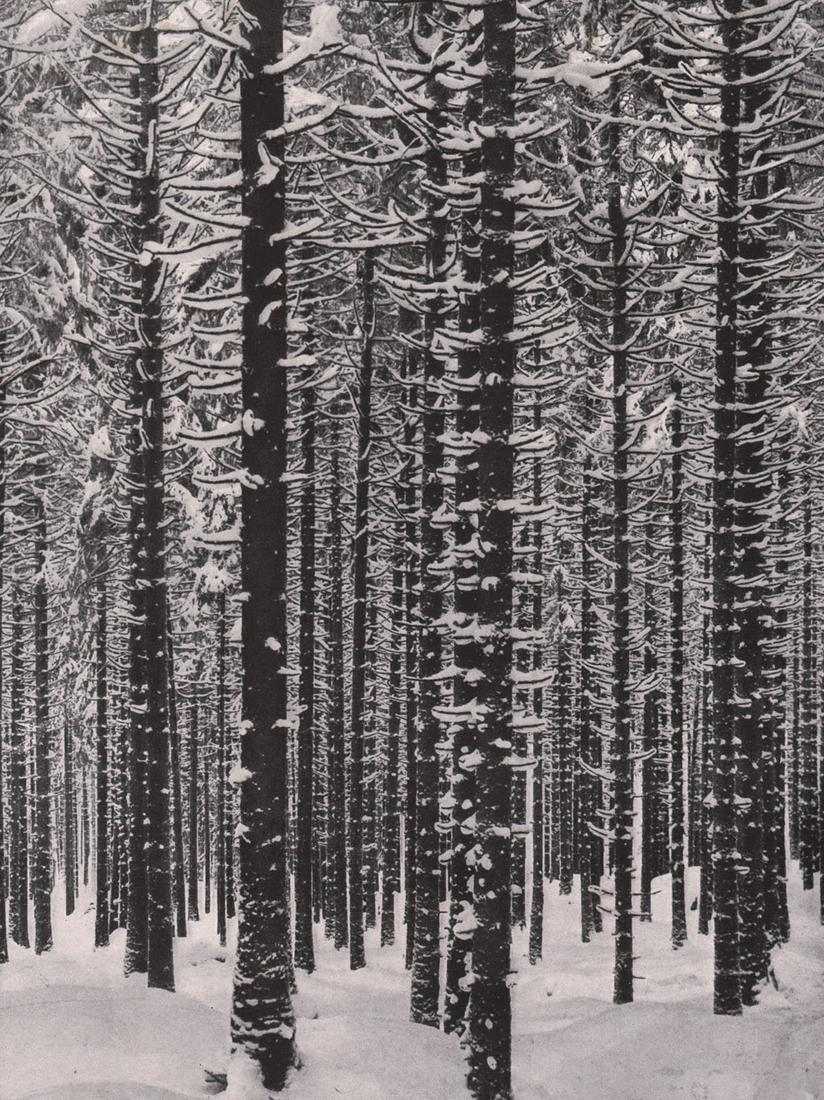 ALBERT RENGER-PATZSCH - Mountain Forest: Artist: RENGER-PATZSCH Print Title: Mountain Forest Medium: Authentic Vintage Photoengraving Printed 1928 in Germany Image size (inches) approx. 8.5 x 6" Albert Renger-Patzsch (1897-1966) was a German
