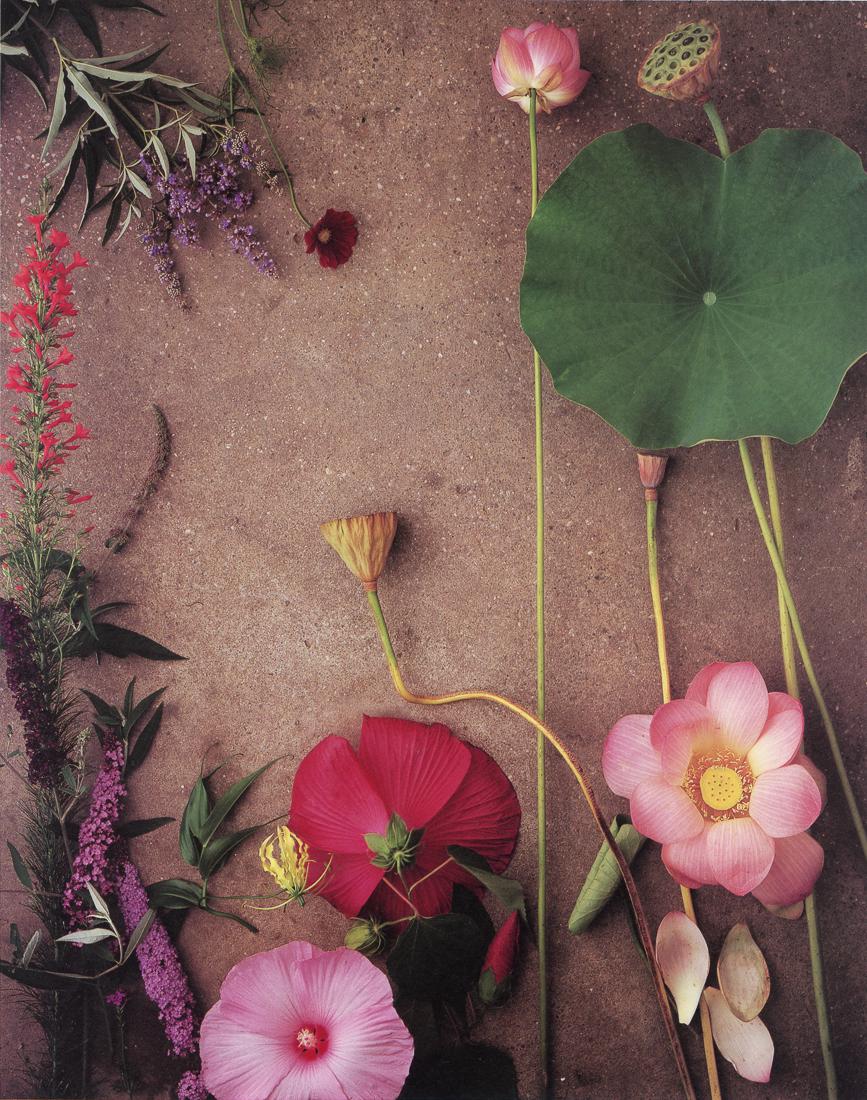MICHAEL GEIGER - Summer Lotus, 1982 (1 of 1)