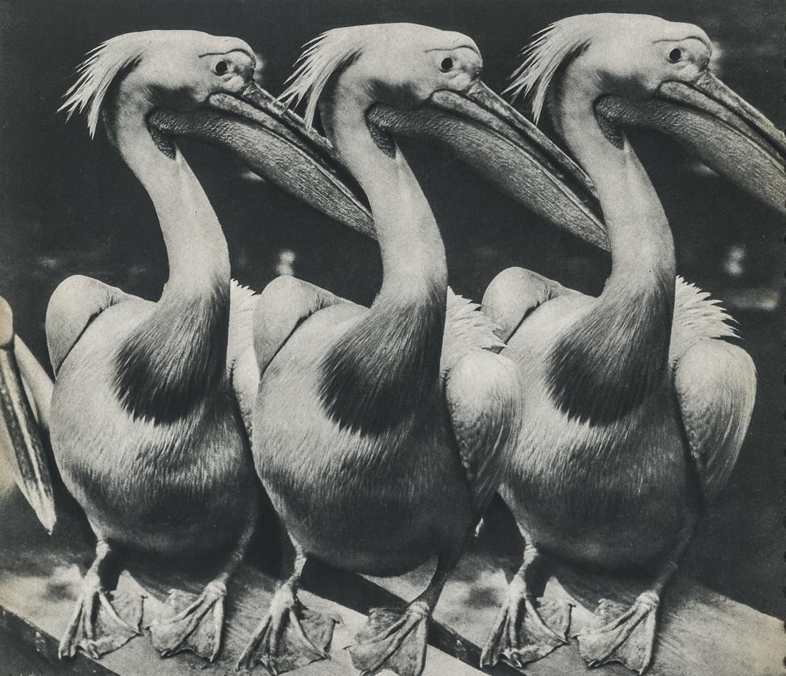 RUTH JACOBI - Pelicans: Artist: Ruth Jacobi Title: Pelicans Medium: Sheet Fed Gravure, 1935, USA Dimension:8.3x7.15" Description: Heat Wax Mounted on 8.5x11" Conservation Board Artist Bio: Ruth Jacobi (1899 - 1995 ) was a Ge