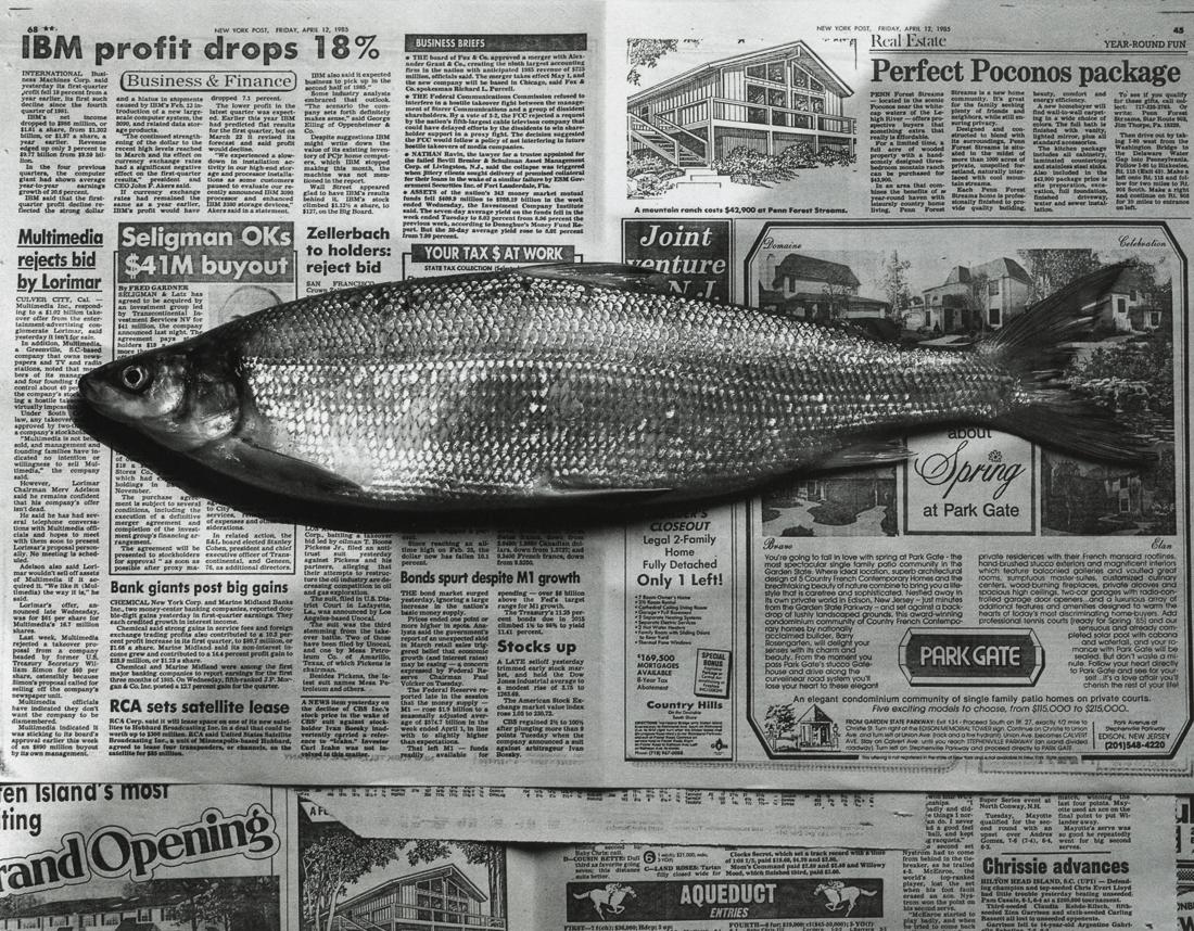 ROBERT MAPPLETHORPE - Fish, 1985 (1 of 1)