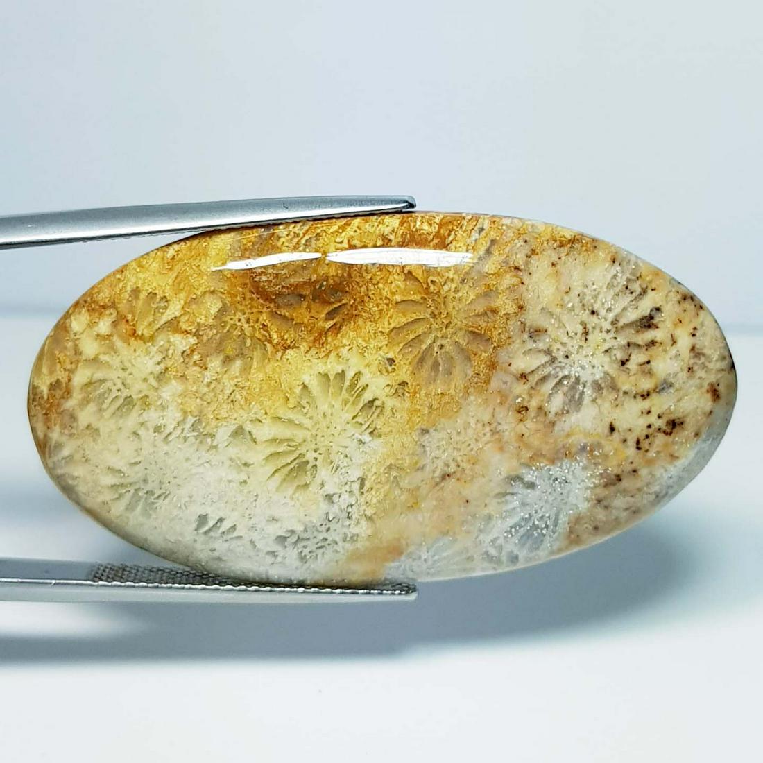 53.70 ct Natural Fossil Coral: No Reserve! Title: 53.70 ct Natural Fossil Coral Color/Clarity: Opaque Carat Weight: 53.7 Dimensions: 46.55 x 24.95 x 5.50 Additional Information: Oval - Brazil Shipping: Domestic: Flat-rate of $7.00