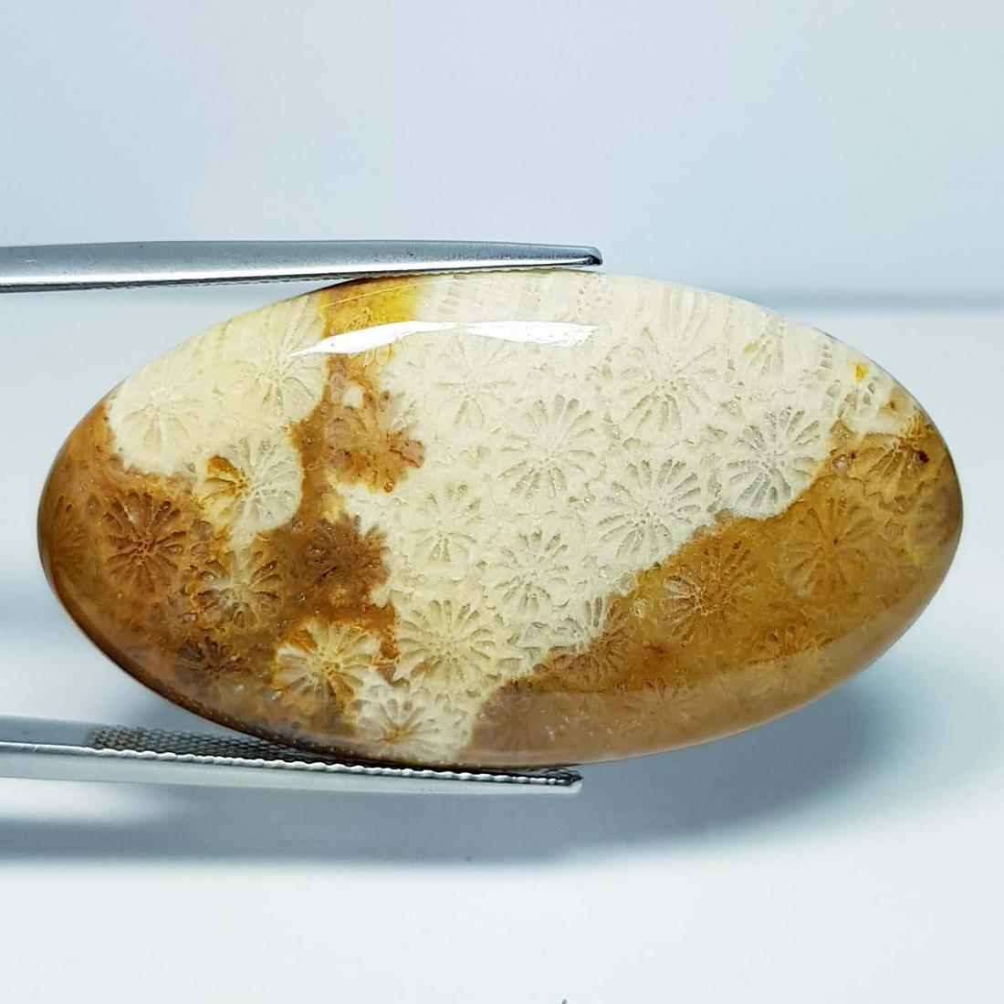 43.70 ct Natural Fossil Coral (1 of 5)