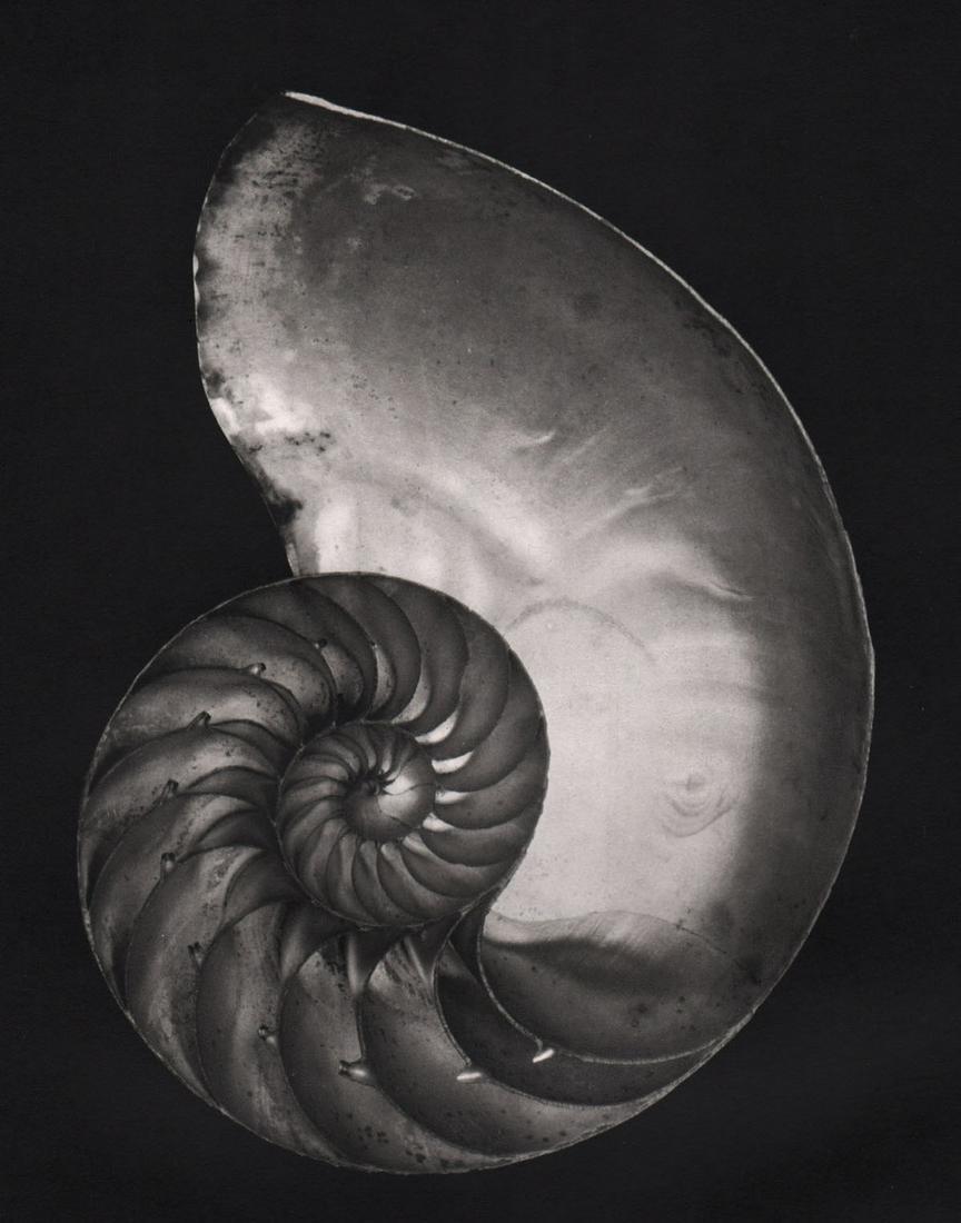 EDWARD WESTON-Nautilus (1 of 1)