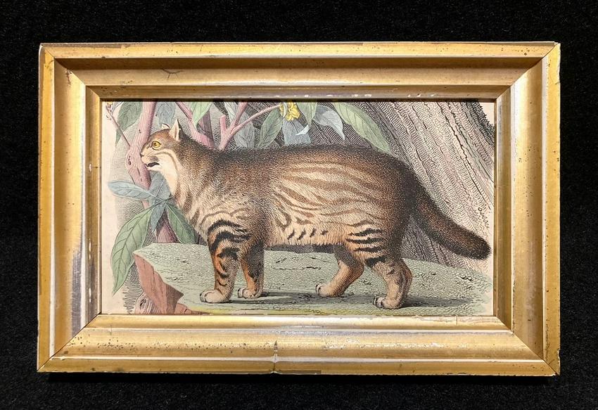 1859 hand colored cat engraving (1 of 3)