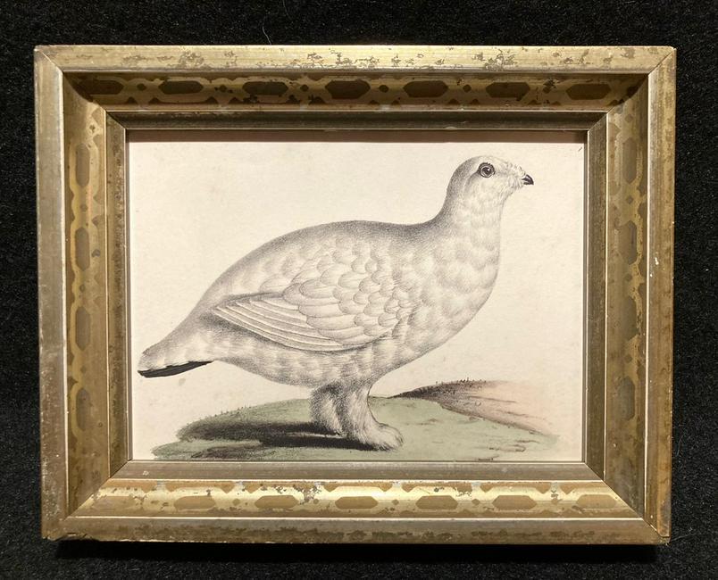 C1840 hand colored white bird engraving (1 of 3)