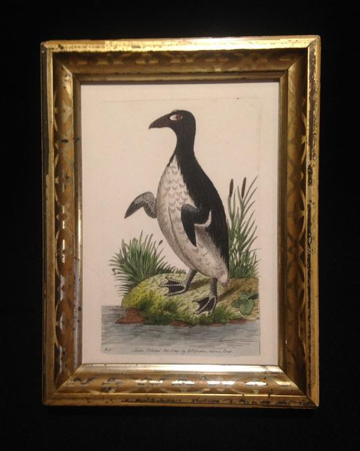 Dated 1800 penguin arcticus hand colored engraving (1 of 3)