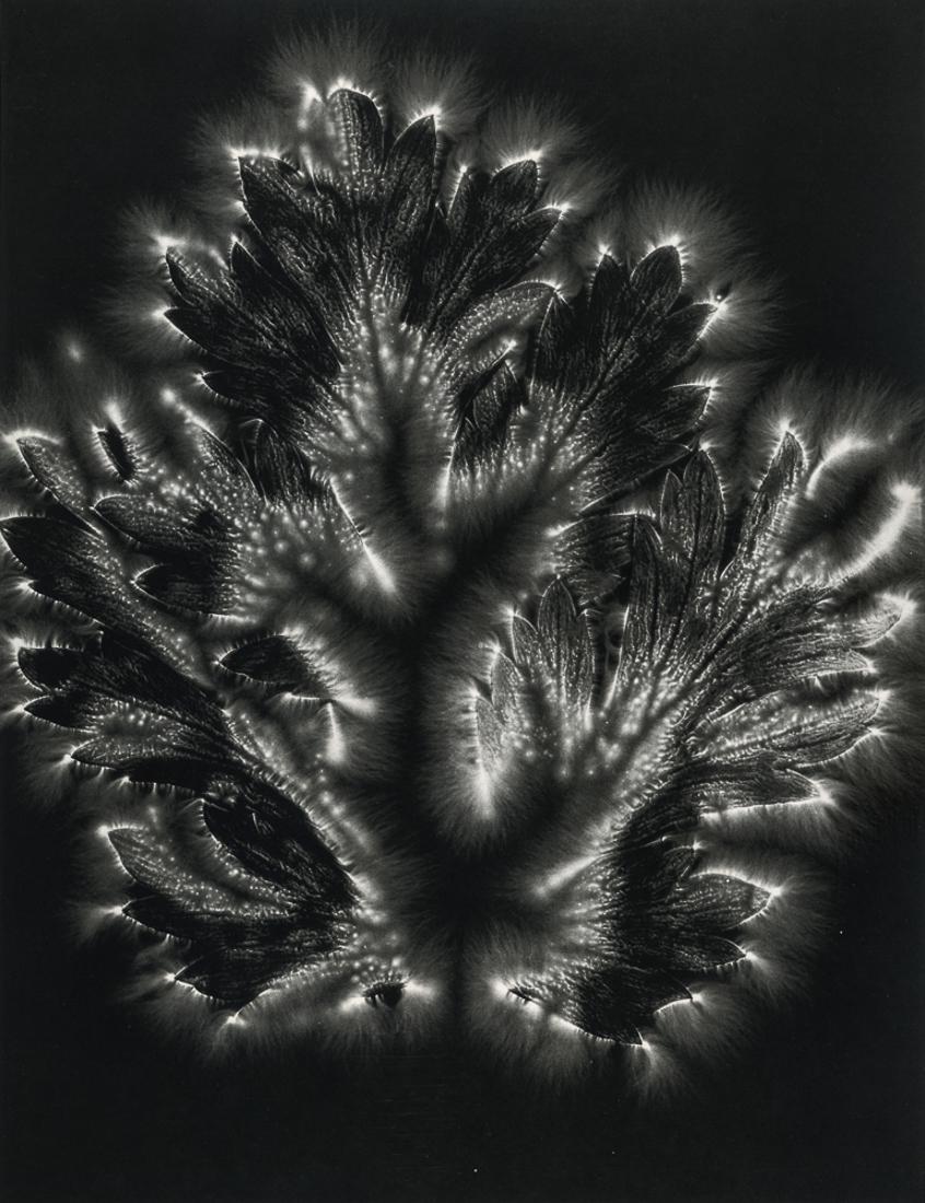 WALTER CHAPPELL - Bleeding Heart Crab, 1976: Artist: Walter Chappell Title: Bleeding Heart Crab, 1976 Medium: Photo Litho, 1979, USA Dimensions: 7.1x9.25" Description: Heat Wax Mounted on 11x14" Conservation Board Artist Bio: Walter Landon Chapp