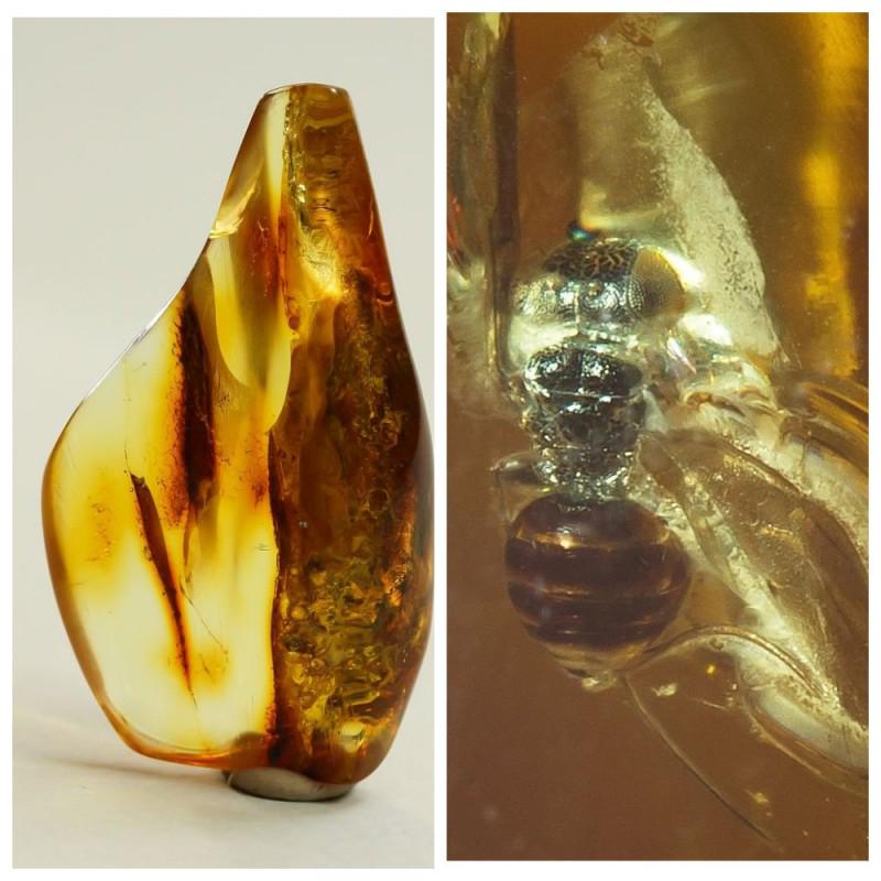 Natural Baltic amber inclusion insect fly (Diptera) raw (1 of 14)