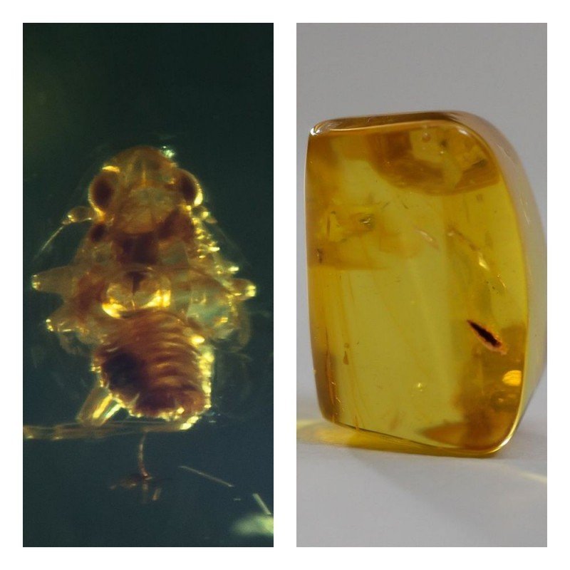 Natural Baltic amber inclusion insects bee (1 of 1)