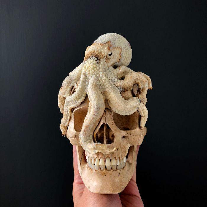 Stunning Human Skull With A Carved octopus: Title: Stunning Human Skull With A Carved octopus Maker: Unknown Origin: Indonesia Date/Period: 2021 Materials: Tamarind Wood, Deer antler, bone Dimensions:H: 14 cm / 5.5 inches W: 10 cm / 3.9 inches 