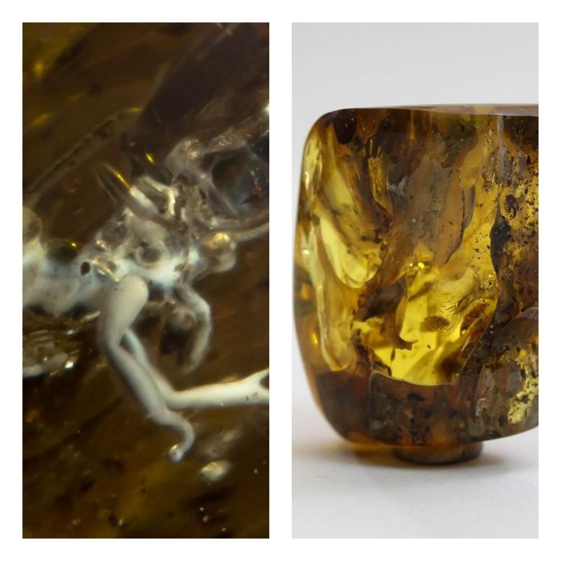 35 g. Natural Baltic amber inclusion insects antique (1 of 10)