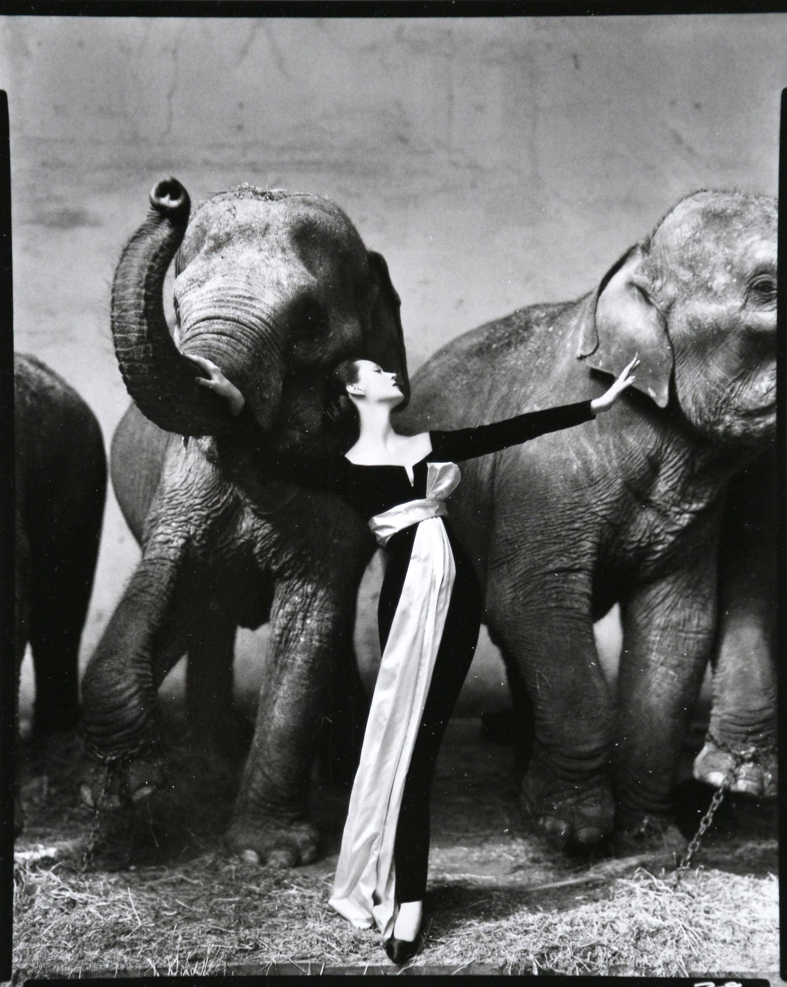 Dovima With Elephants（リチャード アベドン）アートポスター Dovima with elephants, 1955 Rare Poster by Richard Avedon