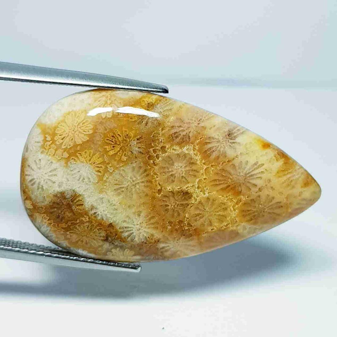 27.83 ct Natural Fossil Coral: No Reserve! Title: 27.83 ct Natural Fossil Coral Color/Clarity: Opaque Carat Weight: 27.83 Size/Dimensions: 34.20 x 19.60 x 5.30 Additional Information: Pear - Brazil Shipping: Domestic: Flat-rate of