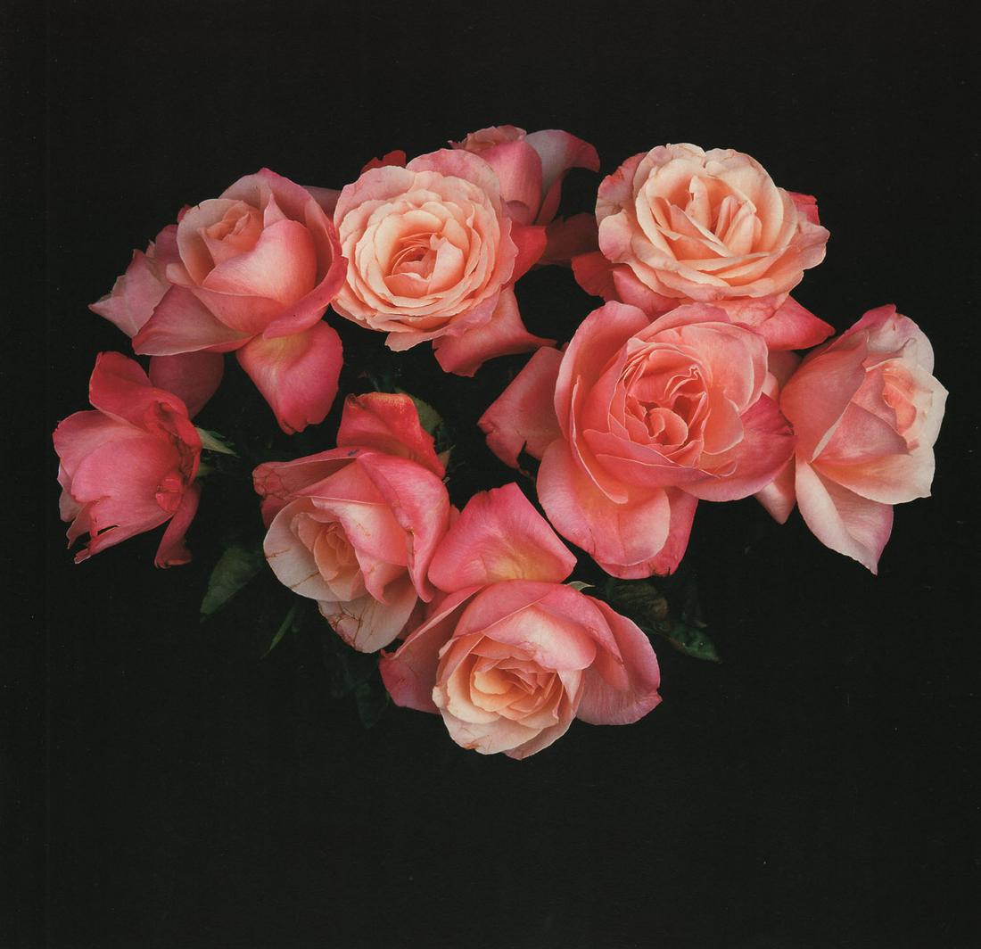 MAPPLETHORPE - Roses, 1988 (1 of 1)