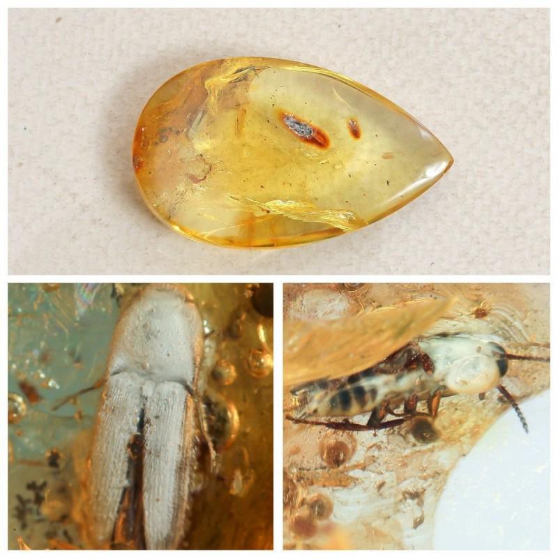 Natural Baltic amber 2 insects inclusion beetle faceted (1 of 11)