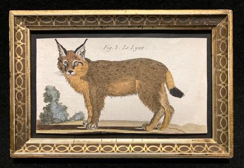 C1800 hand colored copperplate engraving of a lynx. (1 of 3)