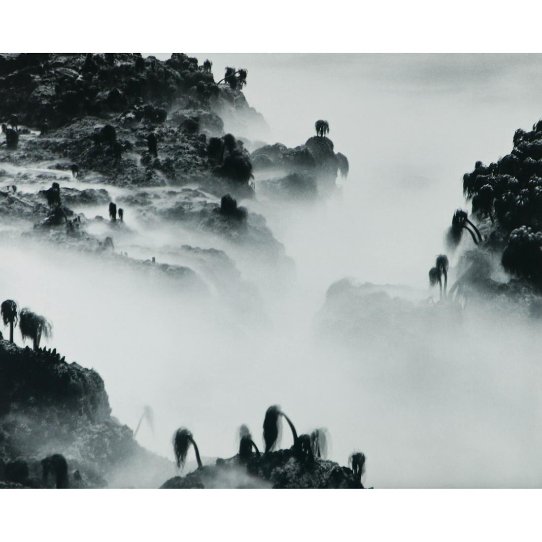 WYNN BULLOCK - Sea Palms, Monterey Coast (1 of 1)