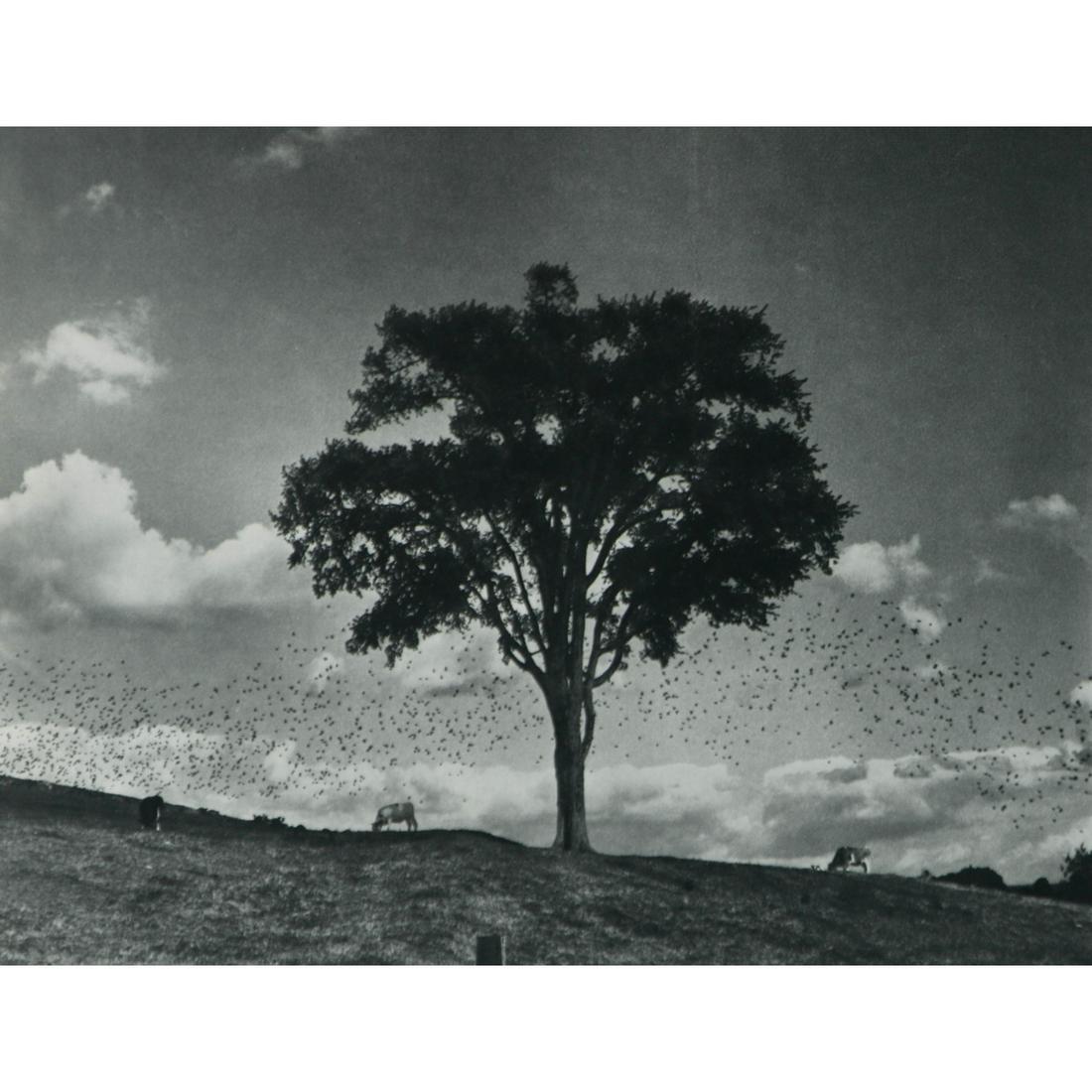 ANDRE KERTESZ - Newtown, October 5, 1958, CT: Artist: ANDRE KERTESZ Print Title: Newtown, October 5, 1958, CT Medium: Sheet-Fed Gravure Printing date: 1970's Printed in France Image size approx. 7 x 9 inches Andre Kertesz (1894-1985) born Kertesz