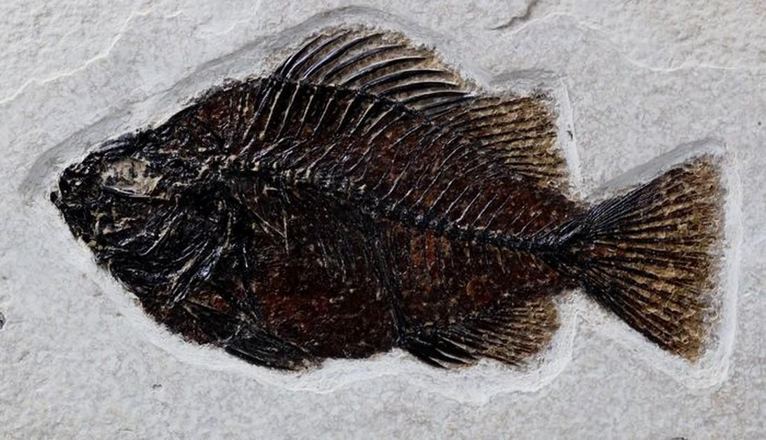 Outstanding Fossil Perch-like Fish - Museum quality - (1 of 3)