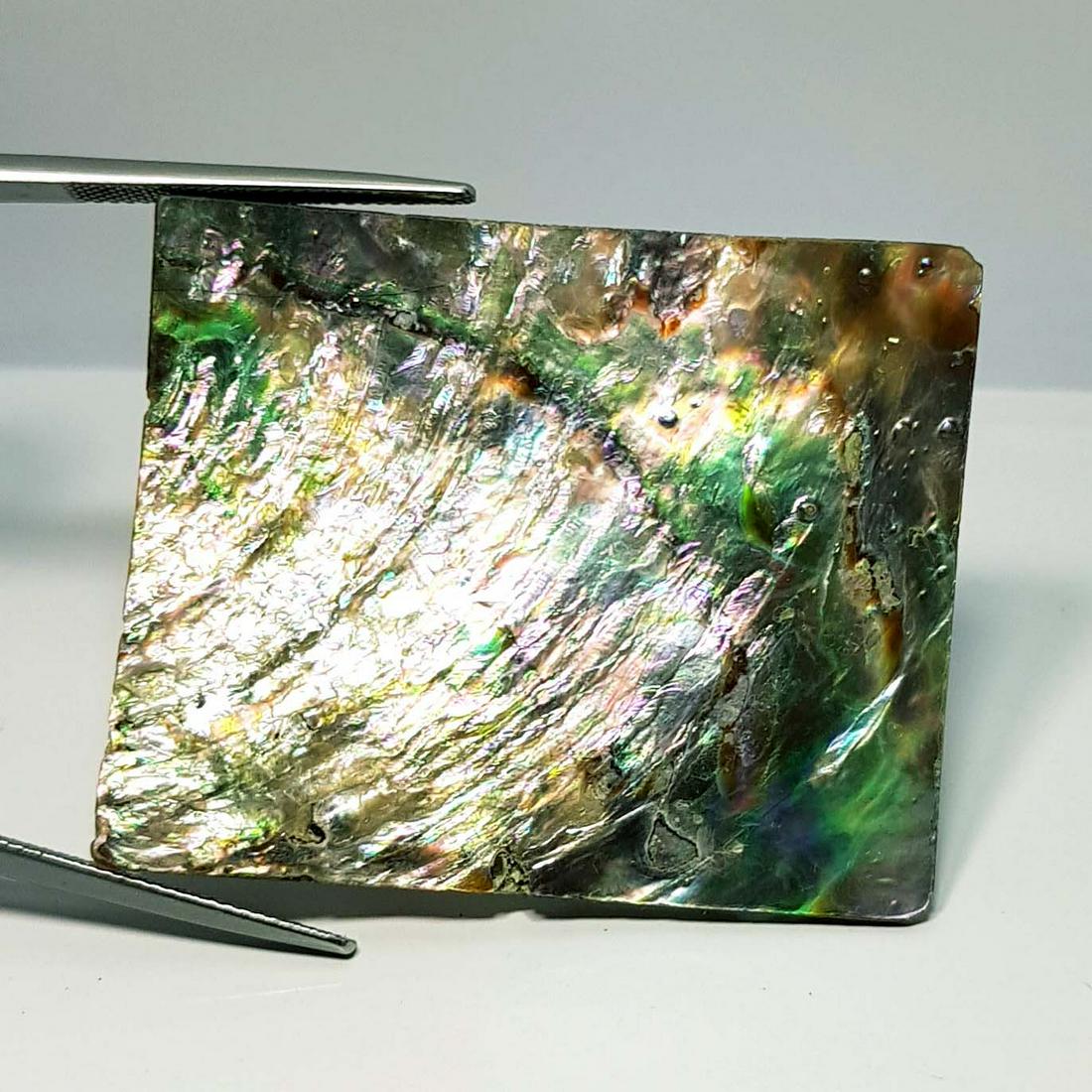 58.69 ct Natural Australian Abalon: No Reserve! Title: 58.69 ct Natural Australian Abalon Color/Clarity: Opaque Gemstones: Gemstones Carat Weights: 58.69 Size/Dimensions: 44.20 x 36.10 x 5.00 Additional Information: Rectangular - Austra