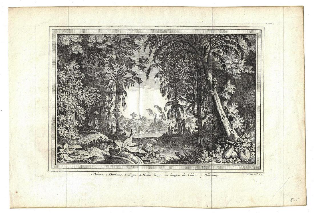 1750 Engraving of East India Plants Trees (1 of 1)