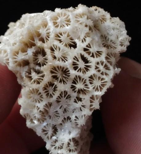 CORAL FOSSIL: Title: CORAL FOSSIL Origin: Panglao, Bohol, Visayas, Philippines Size: 3x3x2 cm / 17 gram Description: calcite crystals replacing fossil corals Reserve: $7.00 Shipping: Domestic: Flat-rate of $6.00