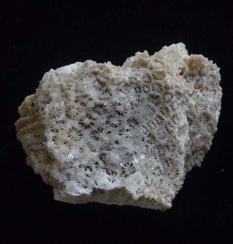 CORAL FOSSIL (1 of 4)