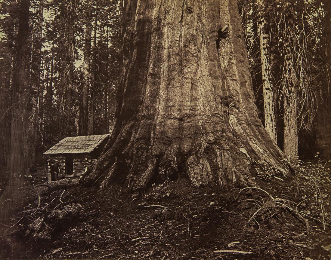 EADWEARD MUYBRIDGE - Mariposa Grove, 1872 (1 of 1)